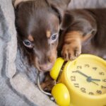 O fim do horário de verão pode bagunçar silenciosamente a mente do seu cachorro