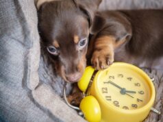 O fim do horário de verão pode bagunçar silenciosamente a mente do seu cachorro O fim do horário de verão pode bagunçar silenciosamente a mente do seu cachorro