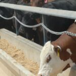 O interesse pela pecuária da GrainCorp aumenta à medida que o difícil comércio de grãos reduz o lucro em 35%