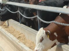 O interesse pela pecuária da GrainCorp aumenta à medida que o difícil comércio de grãos reduz o lucro em 35% O interesse pela pecuária da GrainCorp aumenta à medida que o difícil comércio de grãos reduz o lucro em 35%