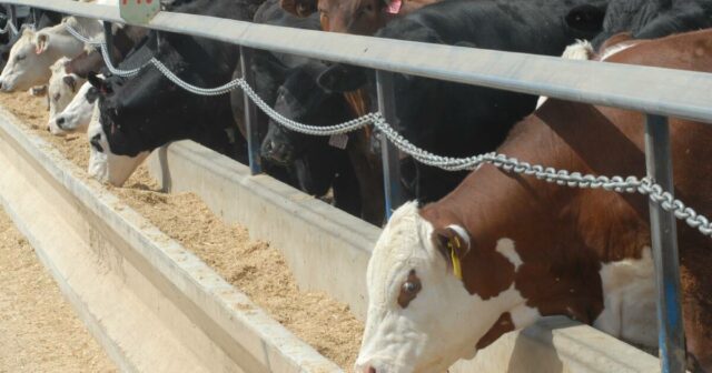 O interesse pela pecuária da GrainCorp aumenta à medida que o difícil comércio de grãos reduz o lucro em 35%
