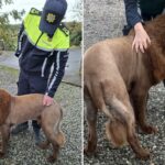 Uma pessoa com uniforme da Garda acariciando um cachorro com corte de leão.
