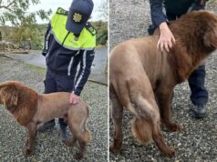 O ‘leão’ solitário visto vagando pela Irlanda, gerando investigação policial, era na verdade um cachorro com ‘corte de cabelo fresco’: polícia Uma pessoa com uniforme da Garda acariciando um cachorro com corte de leão.