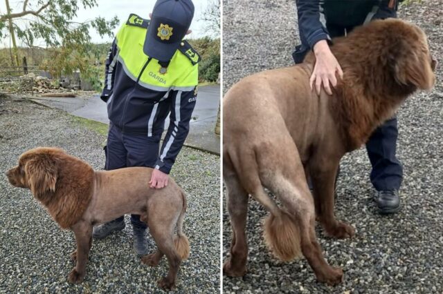 Uma pessoa com uniforme da Garda acariciando um cachorro com corte de leão.