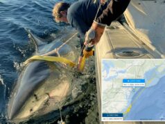 O maior tubarão branco macho já registrado foi detectado na costa de Nova Jersey O maior tubarão branco macho já registrado foi detectado na costa de Nova Jersey