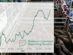 O mercado de gado entra no território do “diga seu preço”; recordes estabelecidos em todos os lugares O mercado de gado entra no território do “diga seu preço”; recordes estabelecidos em todos os lugares