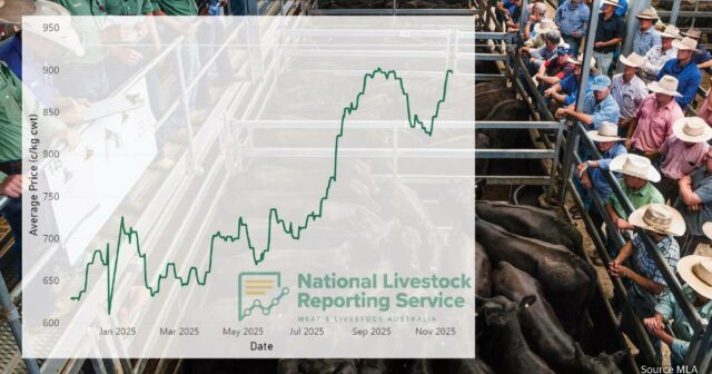 O mercado de gado entra no território do “diga seu preço”; recordes estabelecidos em todos os lugares
