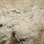 O mercado de lã sobe à medida que os principais indicadores sobem a nível nacional e o WA avança