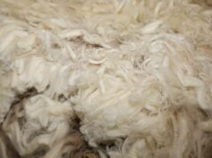 O mercado de lã sobe à medida que os principais indicadores sobem a nível nacional e o WA avança O mercado de lã sobe à medida que os principais indicadores sobem a nível nacional e o WA avança