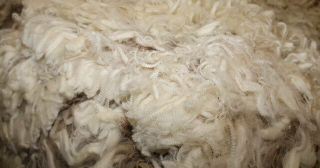 O mercado de lã sobe à medida que os principais indicadores sobem a nível nacional e o WA avança
