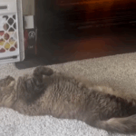 O método do gato para se manter aquecido deixa a Internet histérica: ‘Criou um monstro’