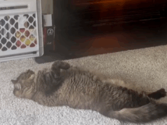 O método do gato para se manter aquecido deixa a Internet histérica: ‘Criou um monstro’ O método do gato para se manter aquecido deixa a Internet histérica: ‘Criou um monstro’