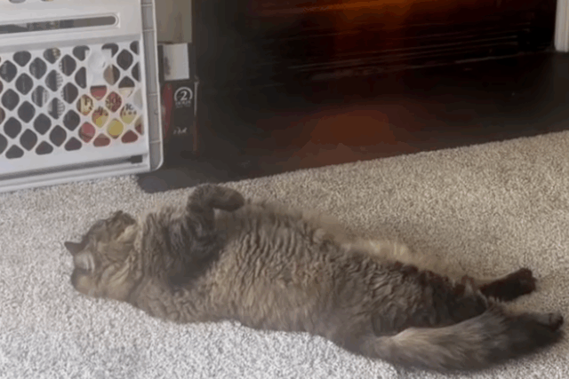 O método do gato para se manter aquecido deixa a Internet histérica: ‘Criou um monstro’
