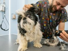 O proprietário não consegue lidar com a situação enquanto o tratador faz uma transformação dramática em um cachorro de 10 anos Maria Azzurra Volpe