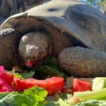 Ícone de conversão de texto em fala