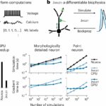 Software otimiza simulações do cérebro