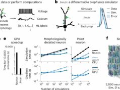 O software otimiza simulações cerebrais, permitindo-lhes completar tarefas cognitivas complexas Software otimiza simulações do cérebro