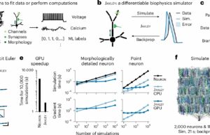 O software otimiza simulações cerebrais, permitindo-lhes completar tarefas cognitivas complexas Software otimiza simulações do cérebro