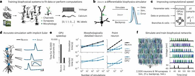 O software otimiza simulações cerebrais, permitindo-lhes completar tarefas cognitivas complexas Software otimiza simulações do cérebro