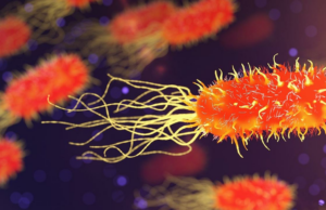 OMS pede ação rápida para combater a resistência antimicrobiana OMS pede ação rápida para combater a resistência antimicrobiana