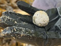 Origem das misteriosas bolas de detritos nas praias de NSW revelada Bolas de destroços foram parar em várias praias de NSW novamente, mas as autoridades não têm certeza se estão relacionadas com aquelas que foram encontradas anteriormente ao longo de dezenas de praias de Sydney.