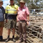 Os criadores de gado gastam, com os preços dobrando nesta venda especial de ovelhas Wheatbelt
