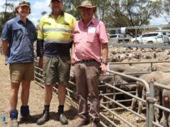 Os criadores de gado gastam, com os preços dobrando nesta venda especial de ovelhas Wheatbelt Os criadores de gado gastam, com os preços dobrando nesta venda especial de ovelhas Wheatbelt