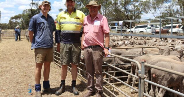 Os criadores de gado gastam, com os preços dobrando nesta venda especial de ovelhas Wheatbelt
