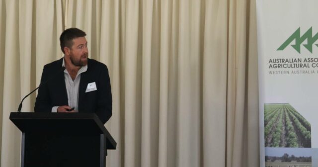 Os preços mais amplos da lã micron estão crescendo em WA, mas por quanto tempo isso pode continuar?
