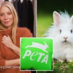 PETA insta Goop, de Gwyneth Paltrow, a parar de usar peles de lindos coelhos angorá submetidos ao “inferno sem fim” nas fábricas chinesas