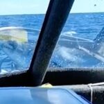 Passageiros ficam atordoados quando tubarão salta do oceano e pousa em seu barco de pesca
