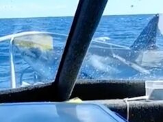 Passageiros ficam atordoados quando tubarão salta do oceano e pousa em seu barco de pesca Passageiros ficam atordoados quando tubarão salta do oceano e pousa em seu barco de pesca