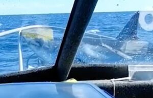 Passageiros ficam atordoados quando tubarão salta do oceano e pousa em seu barco de pesca Passageiros ficam atordoados quando tubarão salta do oceano e pousa em seu barco de pesca