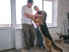 Pastor alemão se envolve na reforma de casas, horror com o que acontece Pastor alemão se envolve na reforma de casas, horror com o que acontece