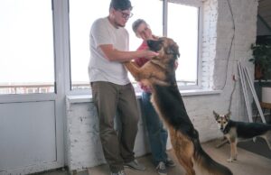 Pastor alemão se envolve na reforma de casas, horror com o que acontece Pastor alemão se envolve na reforma de casas, horror com o que acontece