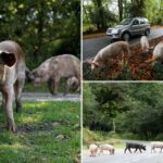 Porcos domésticos vagam pela beira de uma estrada em New Forest.