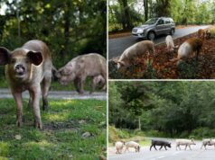 Pequena cidade furiosa com ‘turistas porquinhos’ assediando seus porcos soltos para tirar selfies: ‘Eles estão sofrendo’ Porcos domésticos vagam pela beira de uma estrada em New Forest.