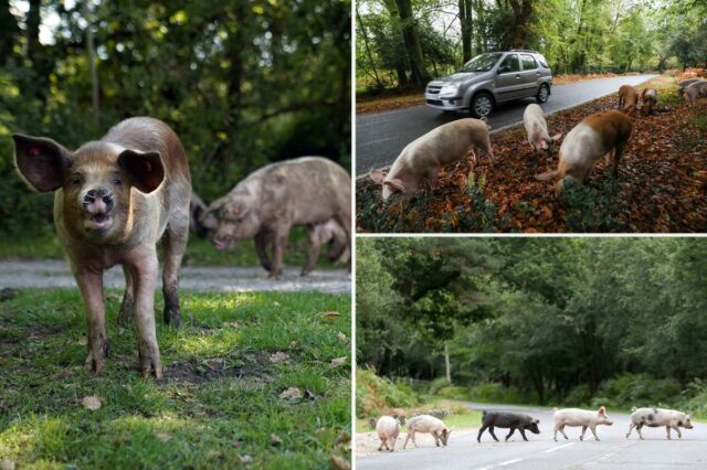 Porcos domésticos vagam pela beira de uma estrada em New Forest.