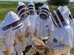 Pesquisador de Alberta apresenta colmeias feitas na Austrália como nova alternativa para apicultores canadenses   Um palete contém duas pilhas de caixas: uma é branca com a parte superior verde e a outra é amarela.