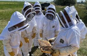 Pesquisador de Alberta apresenta colmeias feitas na Austrália como nova alternativa para apicultores canadenses Um palete contém duas pilhas de caixas: uma é branca com a parte superior verde e a outra é amarela.