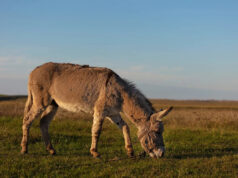 Pesquisadores soam alarmados após fazerem descobertas sinistras em 100% das amostras de fezes de burro: “Evidências concretas da verdadeira escala do problema” ��