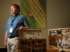 Por que o governo está lançando milhões de moscas na Bay Area? Medflies são menores que as moscas domésticas, mas consideravelmente mais destrutivas. Eles atacam mais de 250 espécies de frutas, flores e vegetais. (Departamento de Agricultura dos EUA)