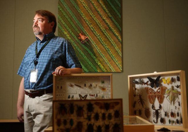 Por que o governo está lançando milhões de moscas na Medflies são menores que as moscas domésticas, mas consideravelmente mais destrutivas. Eles atacam mais de 250 espécies de frutas, flores e vegetais. (Departamento de Agricultura dos EUA)