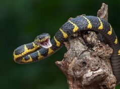 Por que o xixi de cobra pode ser a chave para o tratamento de pedras nos rins e gota Por que o xixi de cobra pode ser a chave para o tratamento de pedras nos rins e gota