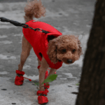 Quando está muito frio para o seu cachorro? Sinais de que eles podem precisar de um casaco de inverno