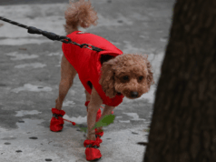 Quando está muito frio para o seu cachorro? Sinais de que eles podem precisar de um casaco de inverno Quando está muito frio para o seu cachorro? Sinais de que eles podem precisar de um casaco de inverno