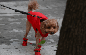 Quando está muito frio para o seu cachorro? Sinais de que eles podem precisar de um casaco de inverno Quando está muito frio para o seu cachorro? Sinais de que eles podem precisar de um casaco de inverno