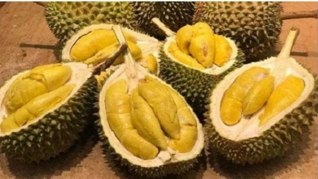 RI-Malásia luta pelas reivindicações de Durian, esta é a prova RI-Malásia luta pelas reivindicações de Durian, esta é a prova de que a Indonésia tem mais direitos