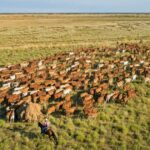 Região pecuária de Kimberley em grande escala vendida com rebanho e planta de qualidade