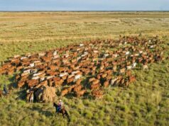 Região pecuária de Kimberley em grande escala vendida com rebanho e planta de qualidade Região pecuária de Kimberley em grande escala vendida com rebanho e planta de qualidade